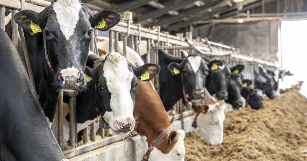 Biogasproject? De regelgeving wacht niet